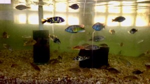 Ref 3 Georgina group