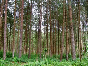 REFLECTION 9 Unknown